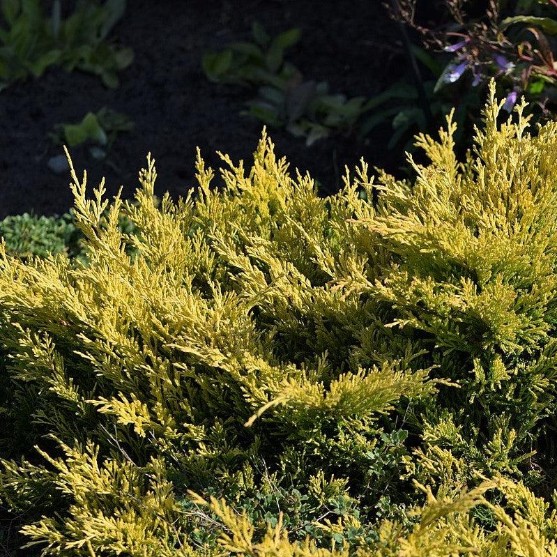 Juniperus horizontalis 'Limeglow' ~ Limeglow Creeping Juniper-ServeScape