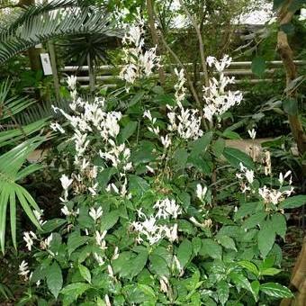 Justicia Whitefielda Elongata 'White Candles' ~ White Candles Shrimp Plant-ServeScape