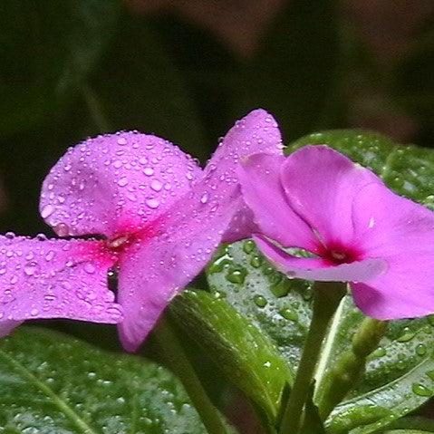 Catharanthus roseus 'Cora Cascade Lilac' ~ Cora® Cascade Lilac Vinca-ServeScape