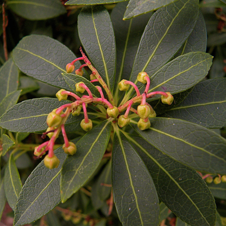 Kalmia latifolia 'Minuet' ~ Minuet Mountain Laurel-ServeScape