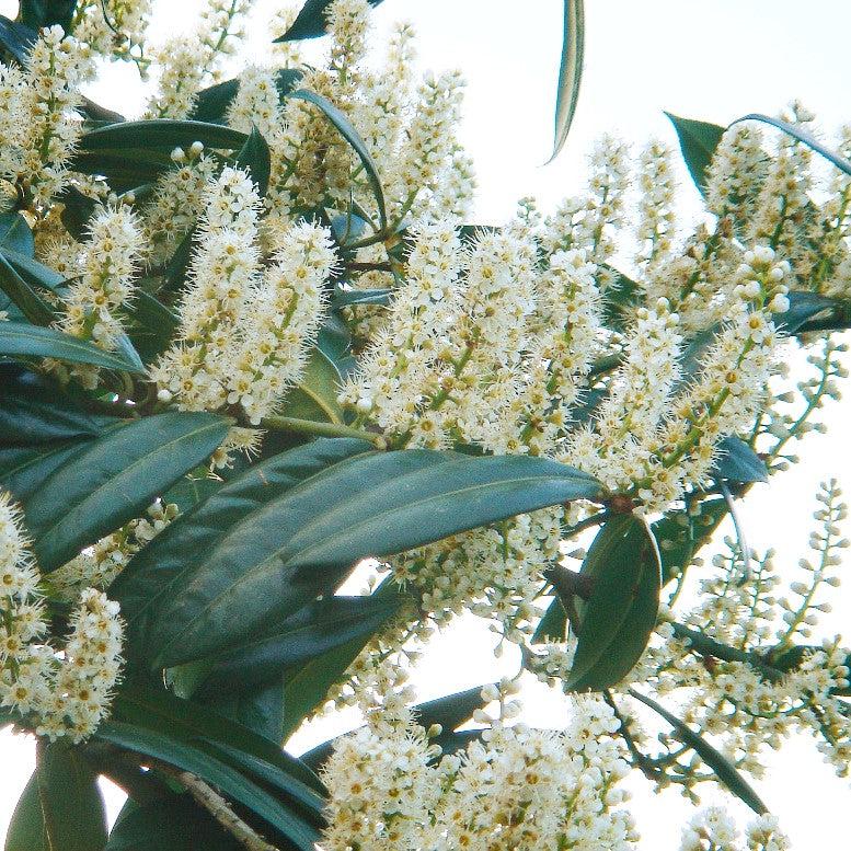 Prunus laurocerasus ~ Cherry Laurel-ServeScape