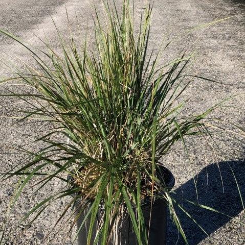 Calamagrostis x acutiflora 'Karl Foerster' ~ Karl Foerster's Feather Reed Grass-ServeScape