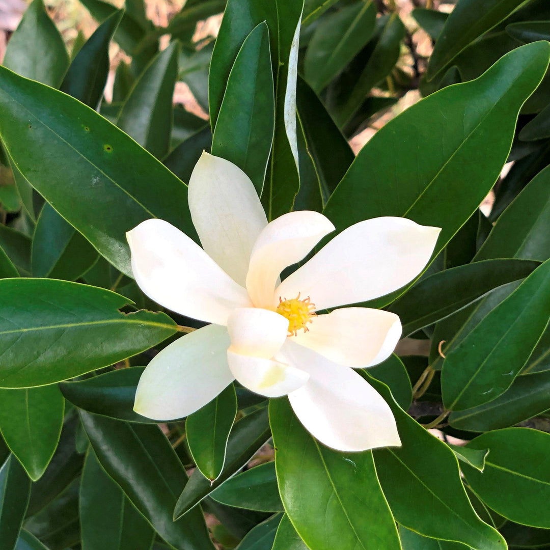 Magnolia virginiana ’MVMTF’ ~ Keltyk® Sweetbay Magnolia-ServeScape