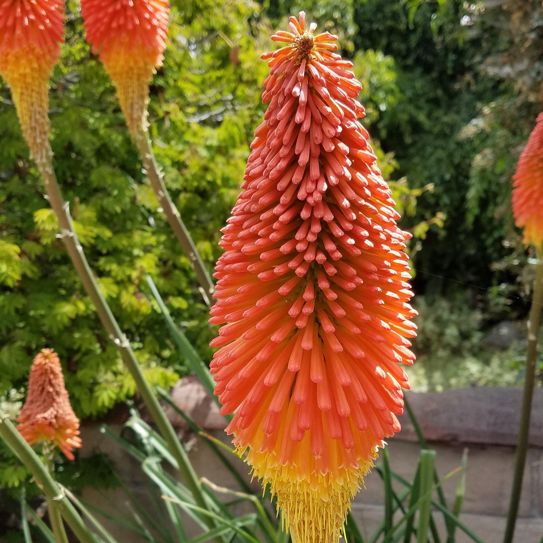 Kniphofia 'Joker's Wild' ~ Joker's Wild Torch Lily, Red-Hot Poker - Delivered By ServeScape