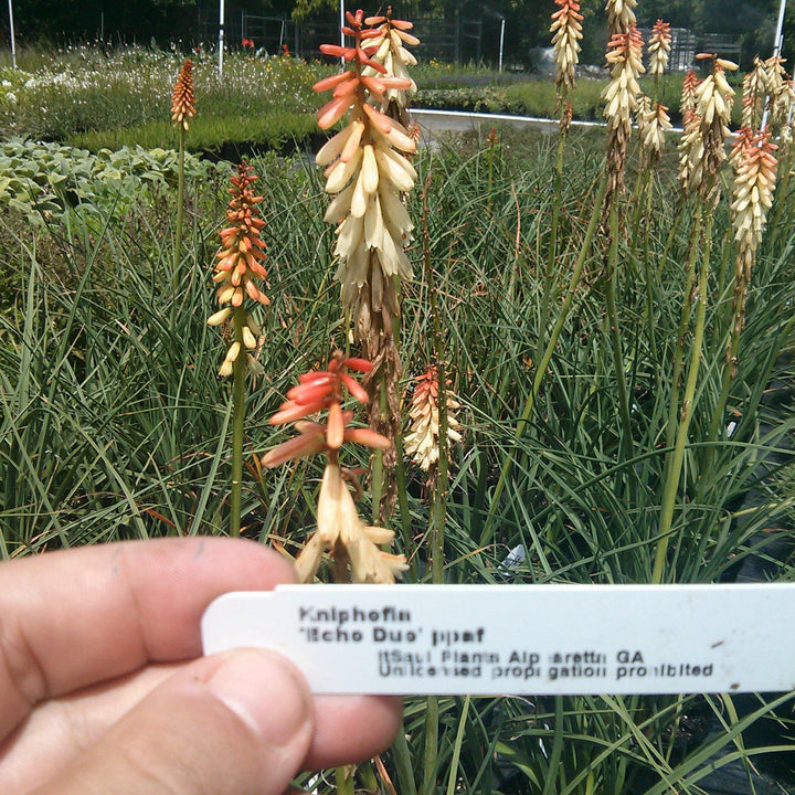 Kniphofia uvaria 'Echo Duo' pp24508 ~ Echo Duo Red-Hot Poker, Torch Lily