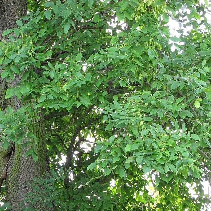Fraxinus pennsylvanica 'Oconee' ~ Georgia Gem® Green Ash-ServeScape
