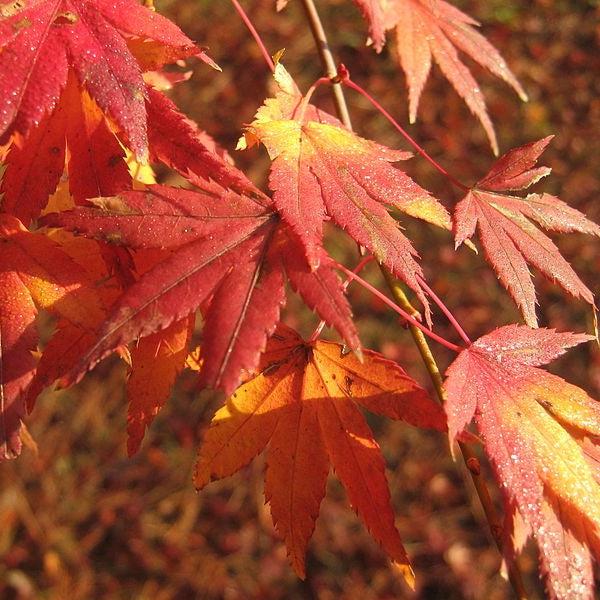 Acer palmatum 'Hogyoku'~ Hogyoku Japanese Maple-ServeScape