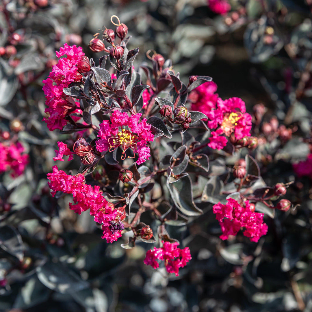 Lagerstroemia 'PIILAG-V' PP25,925 ~ Midnight Magic™ Crape Myrtle - Delivered By ServeScape