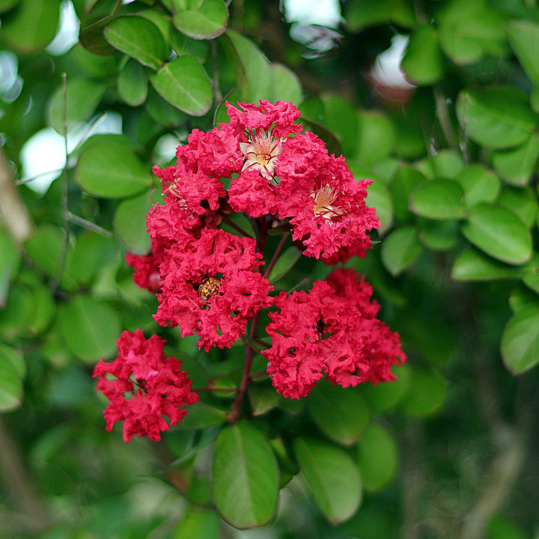 Lagerstroemia 'PIILAG-VII' PP27,303 ~  Ruffled Red Magic™ Crape Myrtle - Delivered By ServeScape
