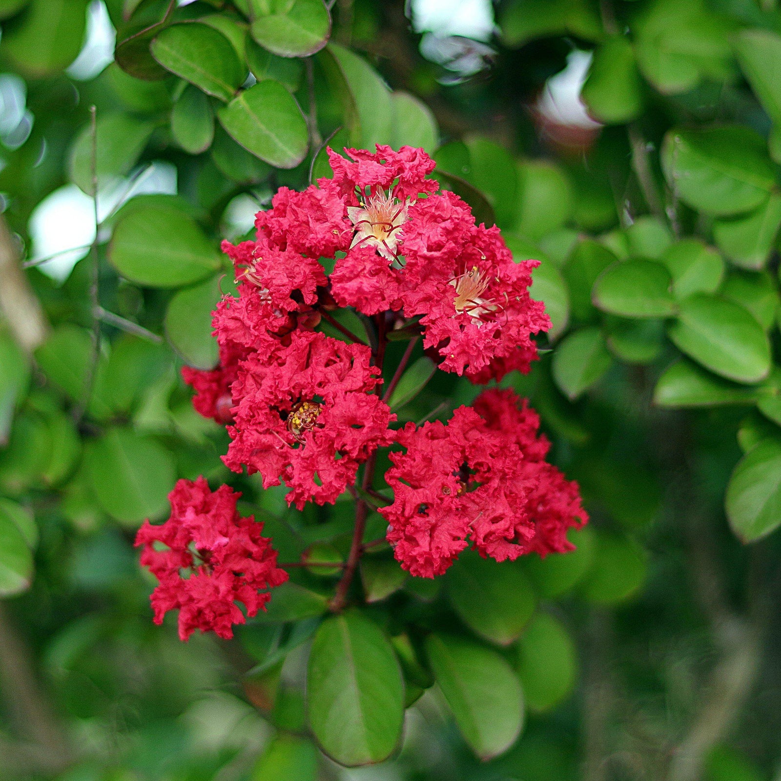 Lagerstroemia 'PIILAG-VII' PP27,303 ~  Ruffled Red Magic™ Crape Myrtle - Delivered By ServeScape