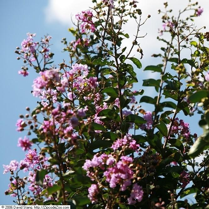 Lagerstroemia indica 'Catawba' ~ Catawba Crape Myrtle - Delivered By ServeScape
