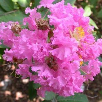 Lagerstroemia 'Pink' ~ Crape Myrtle 'Pink' - Delivered By ServeScape