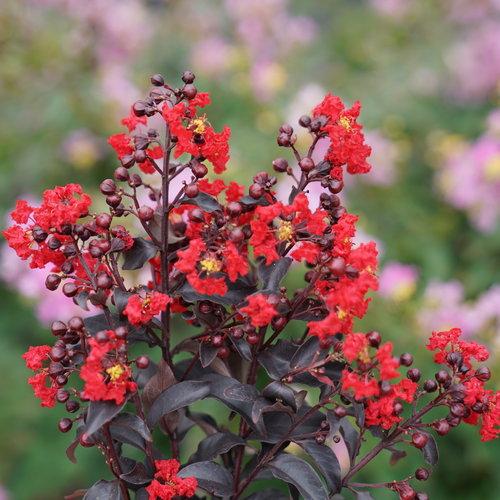 Lagerstroemia indica 'SMNLCIBF' ~ Center Stage® Red Crapemyrtle-ServeScape