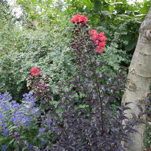 Lagerstroemia indica 'SMNLCIBF' ~ Center Stage® Red Crapemyrtle-ServeScape