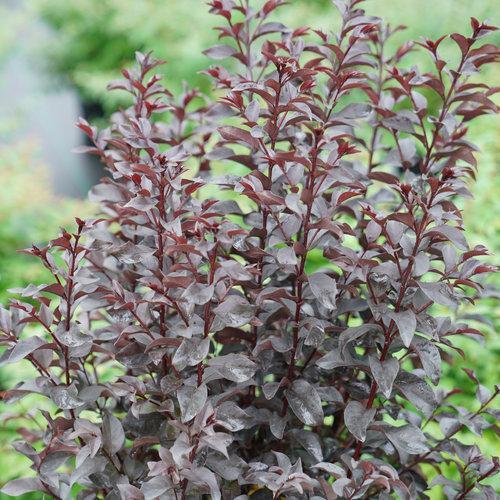 Lagerstroemia indica 'SMNLCIBF' ~ Center Stage® Red Crapemyrtle-ServeScape