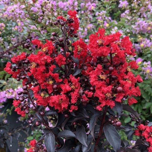 Lagerstroemia indica 'SMNLCIBF' ~ Center Stage® Red Crapemyrtle-ServeScape