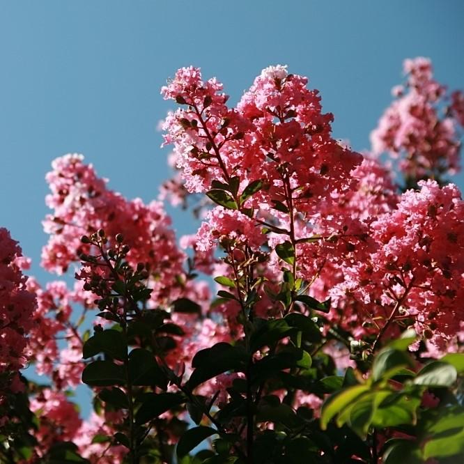 Lagerstroemia indica 'Sioux' ~ Sioux Crape Myrtle - Delivered By ServeScape