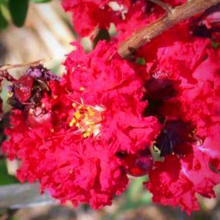 Lagerstroemia indica 'Whit II'' PP0296 ~ Dynamite® Crape Myrtle-ServeScape