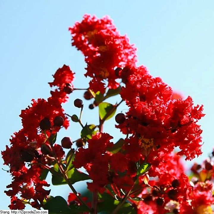 Lagerstroemia indica 'Whit II' ~ Dynamite® Crape Myrtle - Delivered By ServeScape