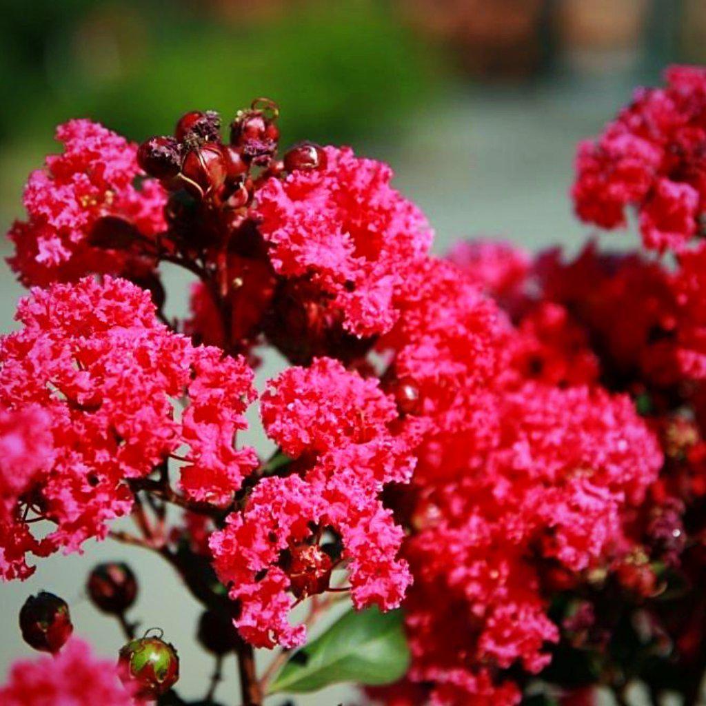 Lagerstroemia indica 'Whit III' ~ Pink Velour® Crape Myrtle - Delivered By ServeScape