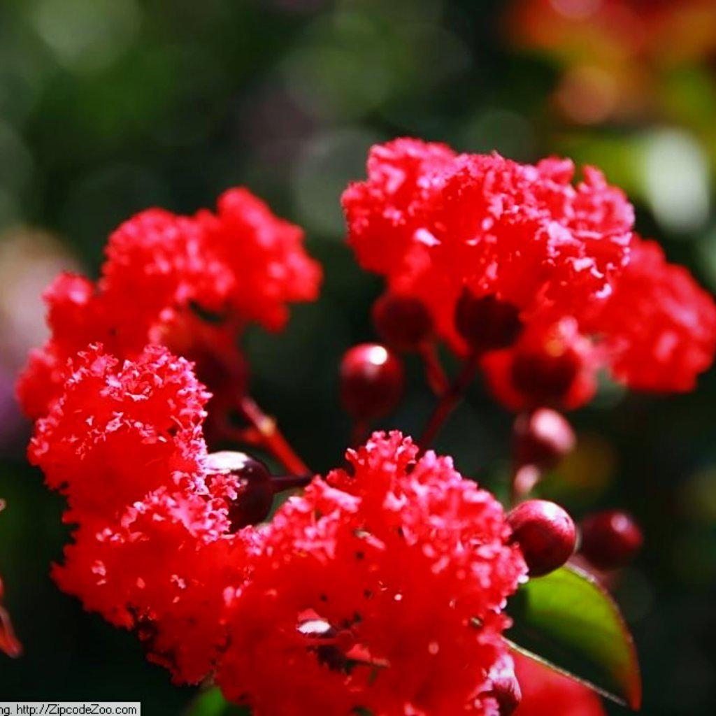 Lagerstroemia indica 'Whit IV' ~ Red Rocket® Crape Myrtle - Delivered By ServeScape
