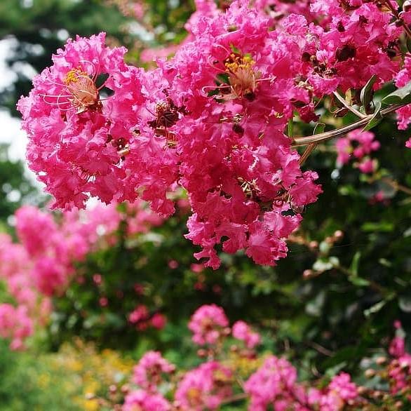 Lagerstroemia indica 'Whit IX ~ Double Feature® Crape Myrtle - Delivered By ServeScape
