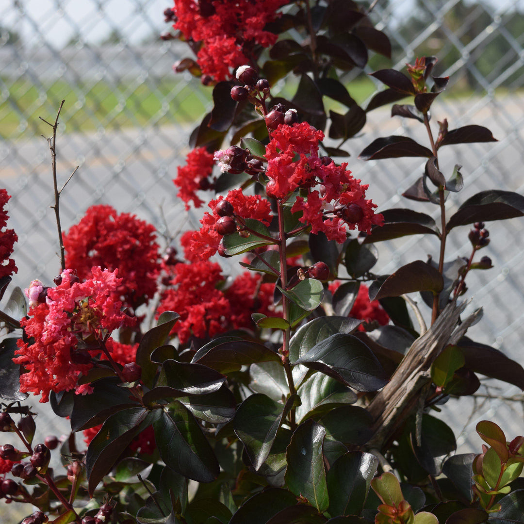 Lagerstroemia indica 'Whit X' PP #27,085 ~ Double Dynamite® Crape Myrtle-ServeScape