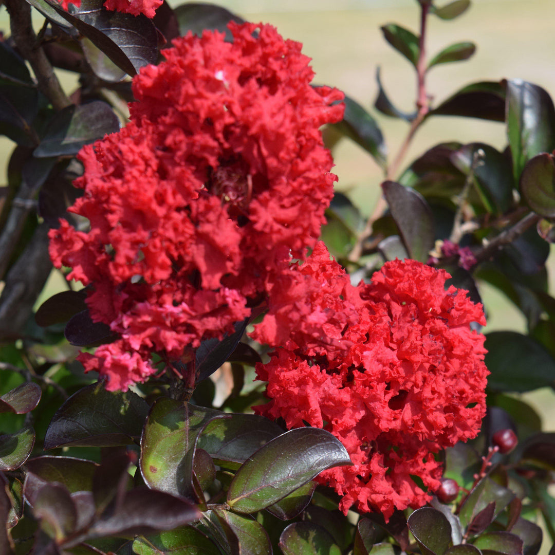Lagerstroemia indica 'Whit X' PP #27,085 ~ Double Dynamite® Crape Myrtle-ServeScape