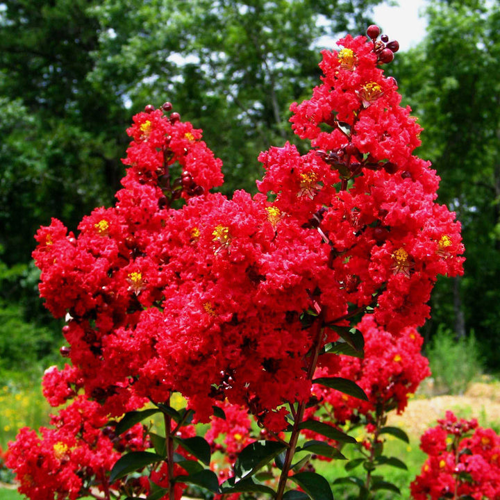 Lagerstroemia indica 'Whit X' PP #27,085 ~ Double Dynamite® Crape Myrtle-ServeScape