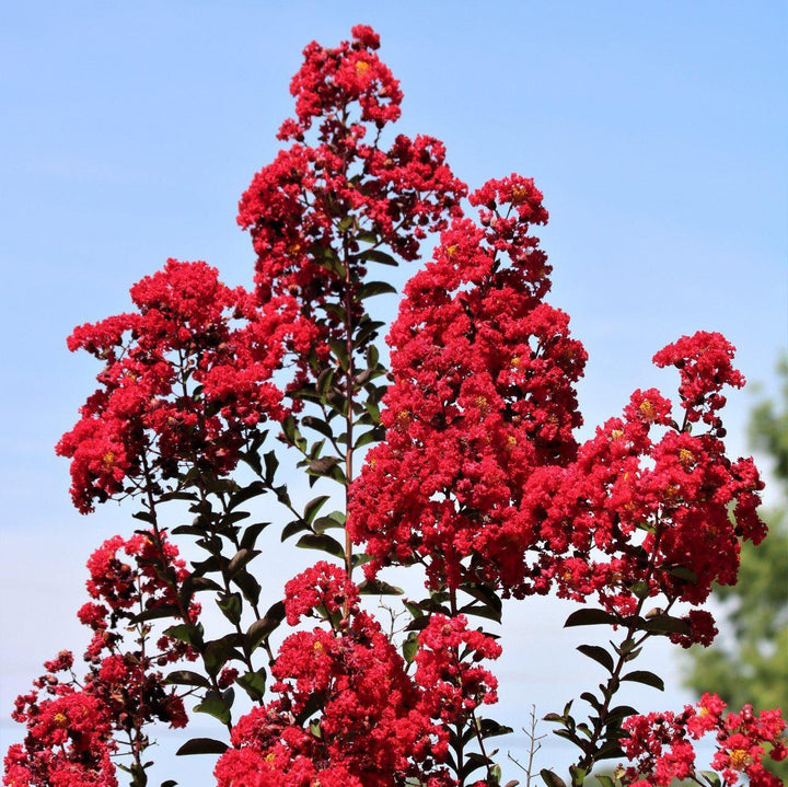 Lagerstroemia indica 'Whit X' PP #27,085 ~ Double Dynamite® Crape Myrtle-ServeScape