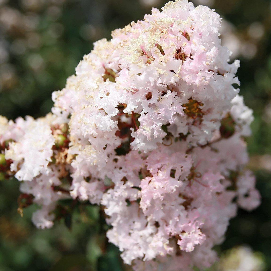 Lagerstroemia indica indica 'Whit I' ~ Raspberry Sundae® Crape Myrtle - Delivered By ServeScape