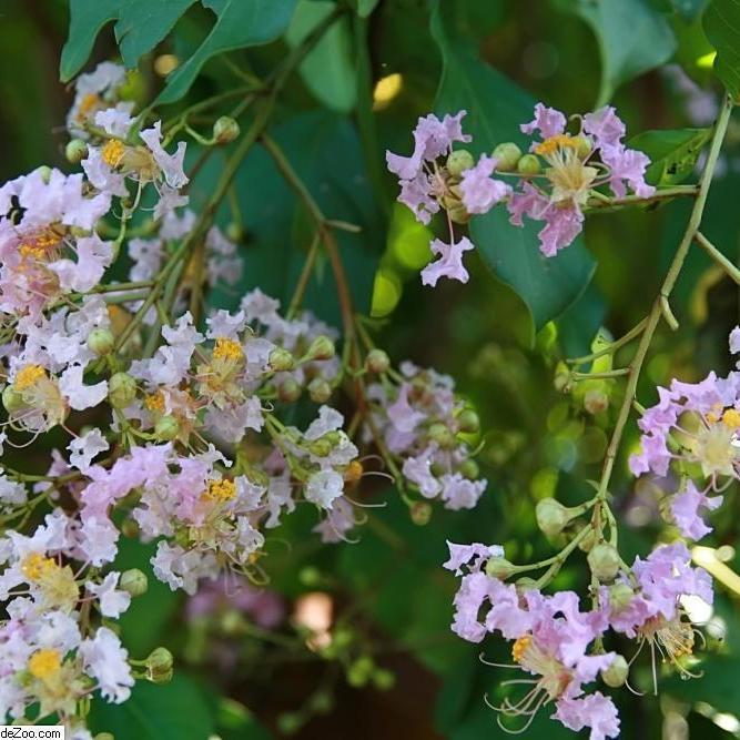 Lagerstroemia indica x fauriei 'Muskogee' ~ Muskogee Crape Myrtle - Delivered By ServeScape