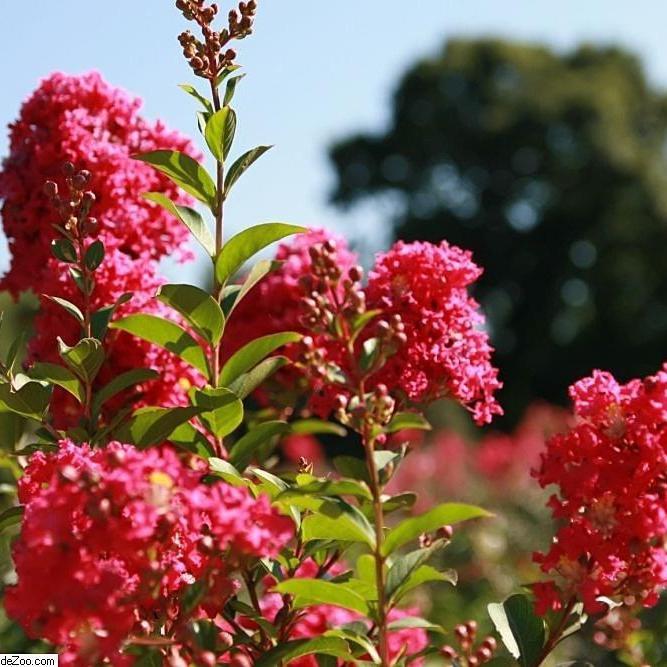 Lagerstroemia indica x fauriei 'Tonto' ~ Tonto Crape Myrtle - Delivered By ServeScape