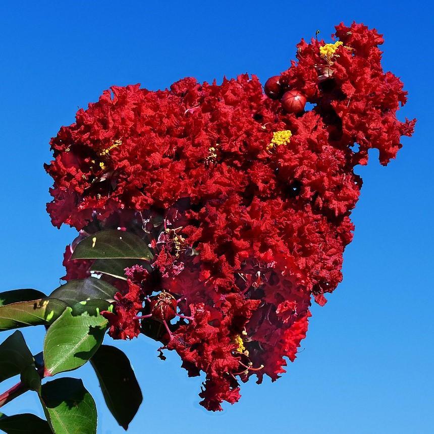 Lagerstroemia x 'GA 0701' ~ Princess Holly Ann™ Crape Myrtle - Delivered By ServeScape