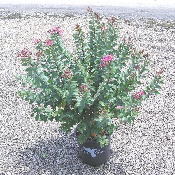 Lagerstroemia x 'GA 0803' ~ Princess Kylie™ Crapemyrtle - Delivered By ServeScape
