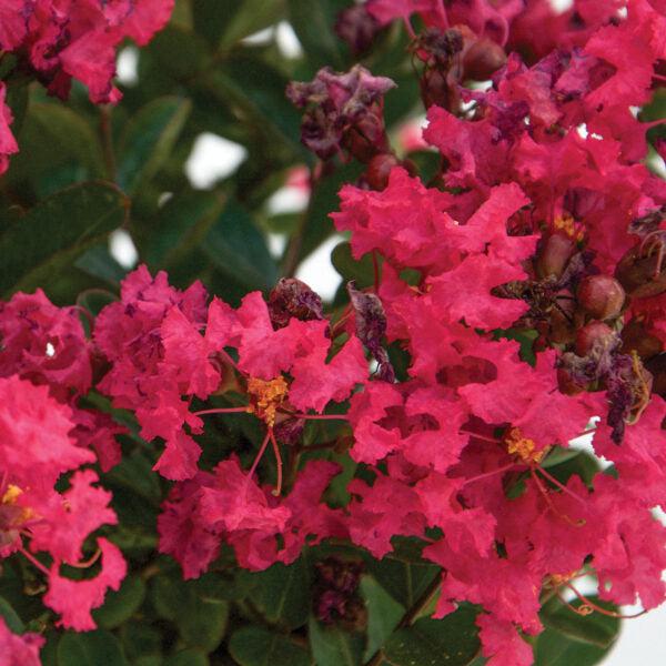 Bellini® Raspberry Crape Myrtle - Lagerstroemia indica 'Conlagras' PP ...