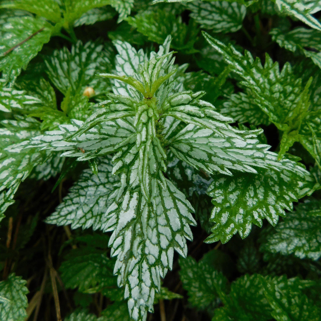 Lamiastrum galeobdolon 'Herman's Pride' ~ Herman's Pride Yellow Archangel-ServeScape