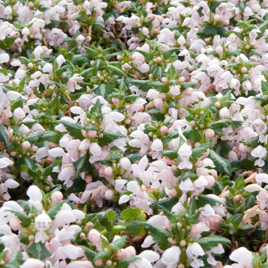 Lamium maculatum 'Shell Pink' ~ Shell Pink Deadnettle-ServeScape