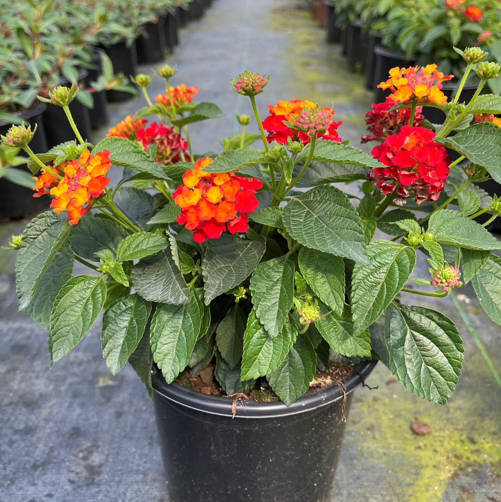 Lantana camara 'Hot Blooded' ~ Hot Blooded™ Lantana-ServeScape