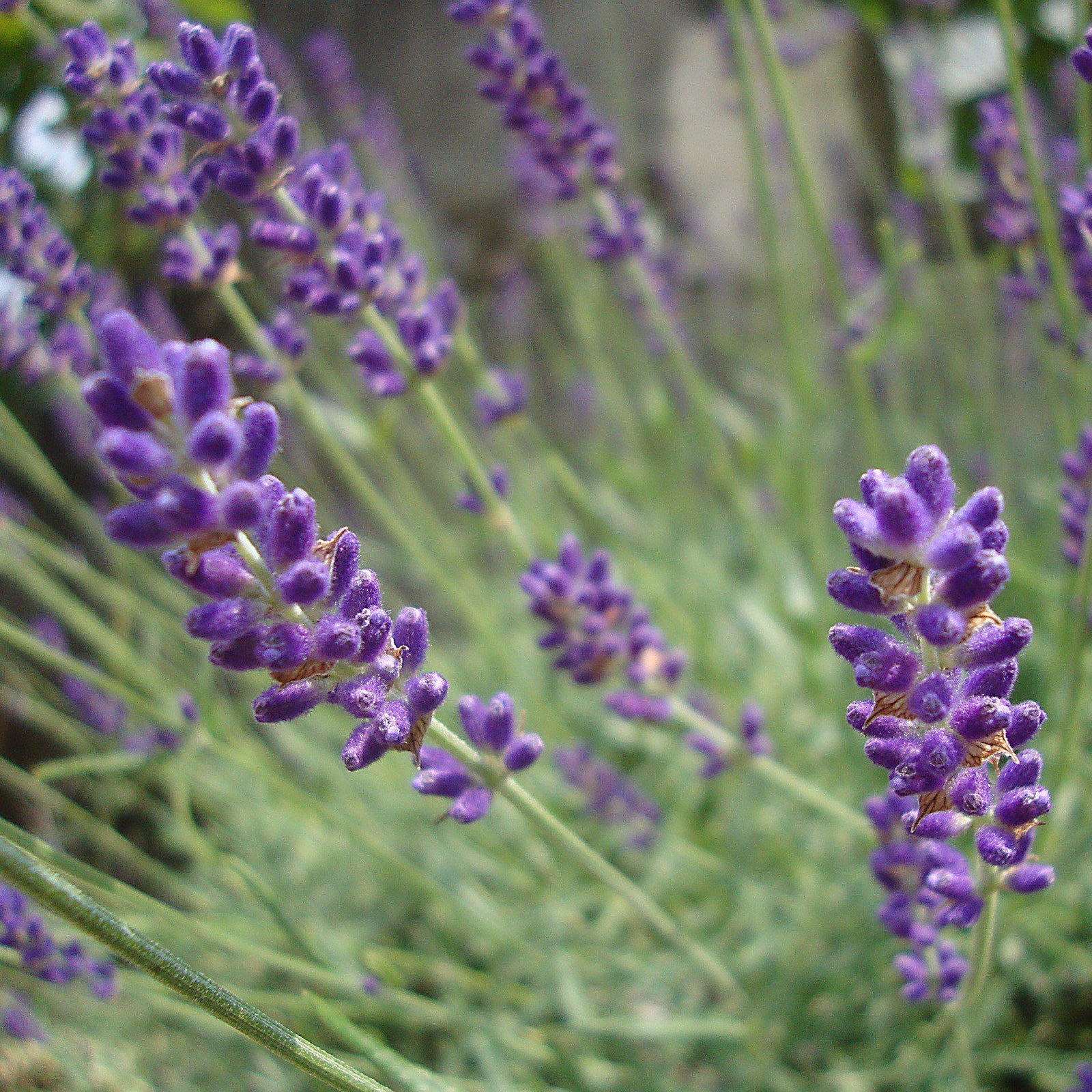 Lavandula angustifolia 'Hidcote' ~ Hidcote English Lavender-ServeScape