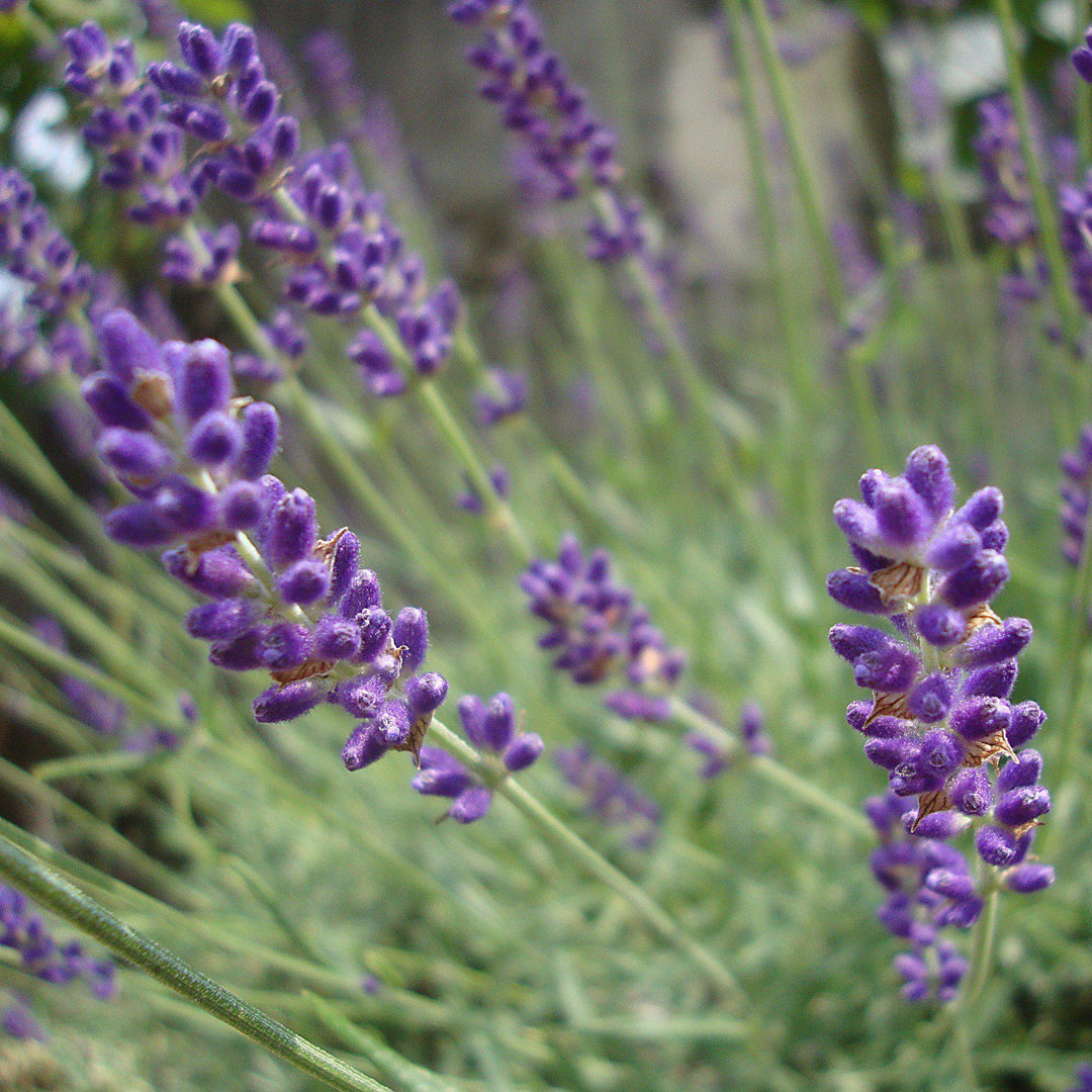 Lavandula angustifolia 'Hidcote' ~ Hidcote English Lavender-ServeScape