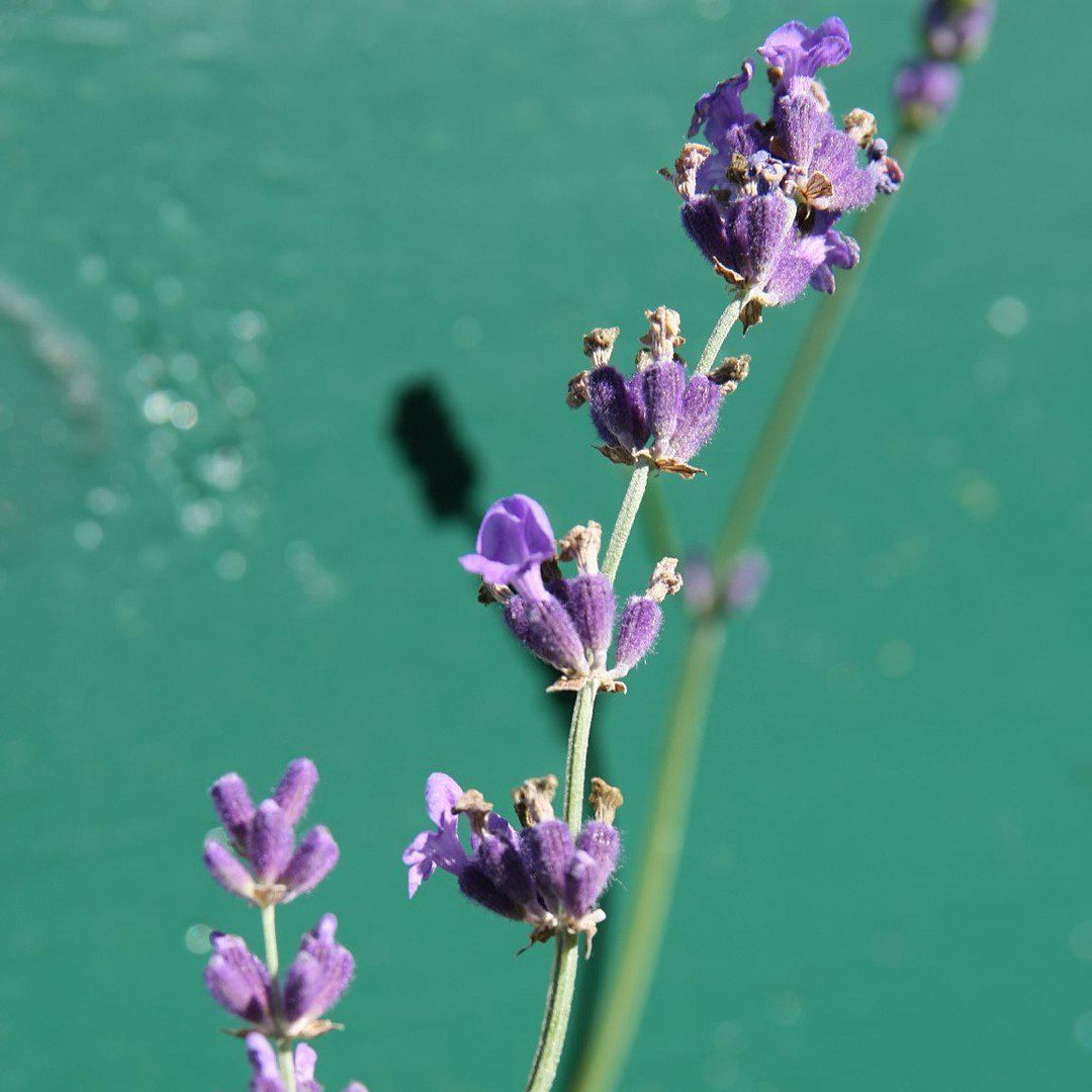 Lavandula angustifolia 'Munstead' ~ Munstead English Lavender-ServeScape