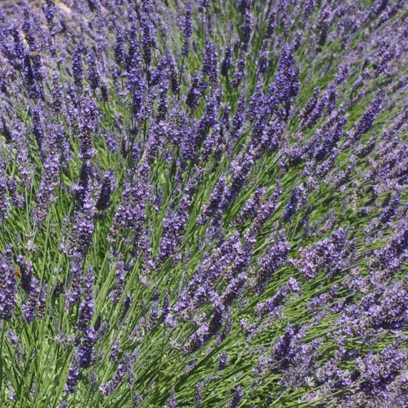 Riverina Thomas French Lavender - Lavandula intermedia 'Riverina Thomas ...