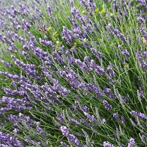 Lavandula x intermedia 'Provence' ~ Provence Lavender-ServeScape