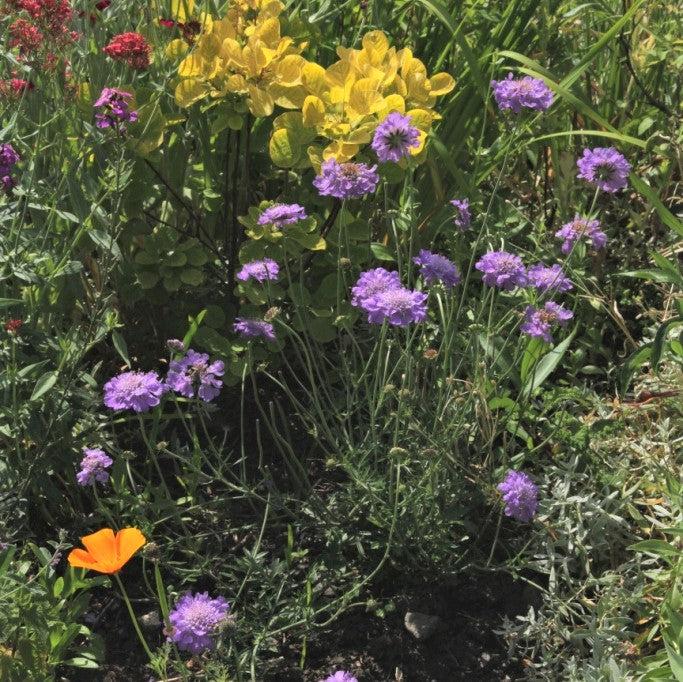 Scabiosa 'Vivid Violet' PP #19,260 ~ Vivid Violet Pincushion Flower-ServeScape