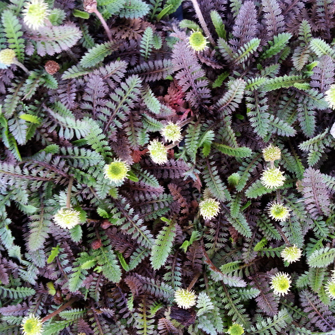 Leptinella squalida 'Platt's Black' ~ Platt's Black Brass Buttons-ServeScape