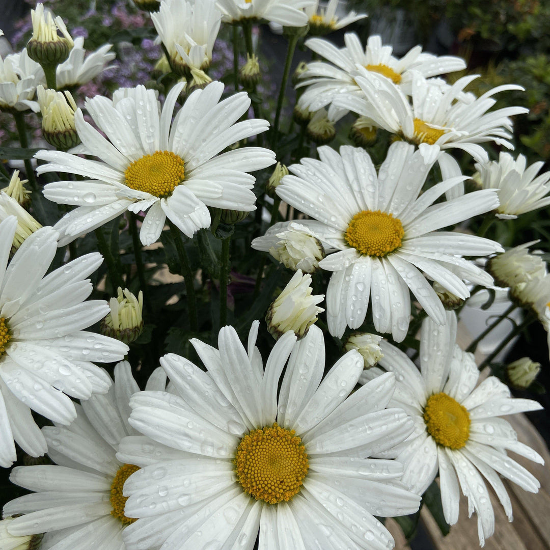 Leucanthemum superbum ’daisy may’ ~ Shasta daisy - Delivered By ServeScape