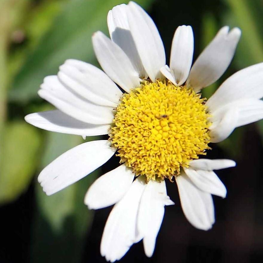 Leucanthemum × superbum ‘Snow Lady’ ~ Snow Lady Shasta Daisy-ServeScape