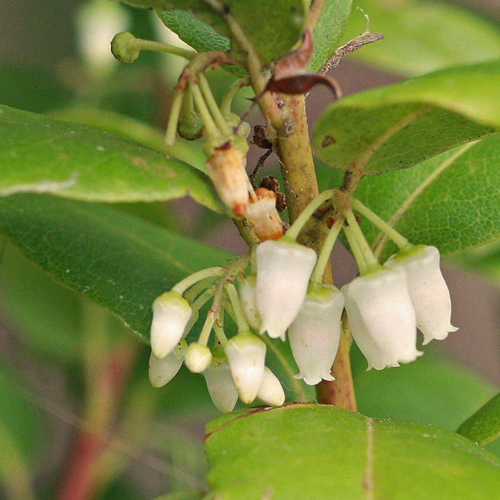 Agarista populifolia 'Margie Jenkins' ~ Margie Jenkins Leucothoe-ServeScape