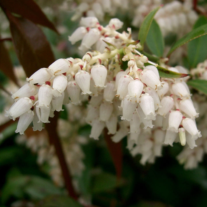 Leucothoe auxillaris ~ Coastal Leucothoe-ServeScape